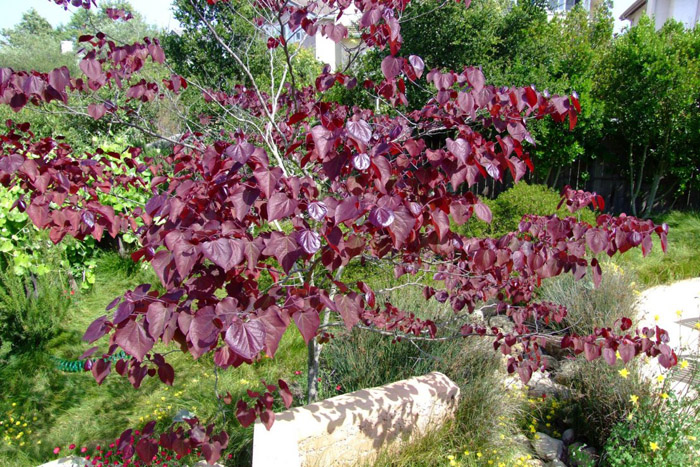 Plant photo of: Olea europaea