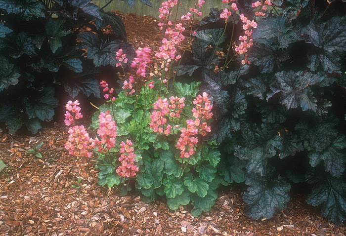 Plant photo of: Heuchera cultivars