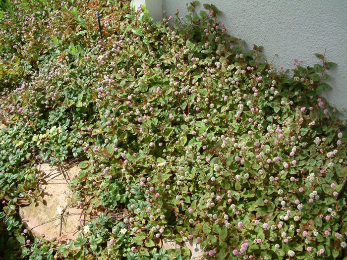 Persicaria capitata