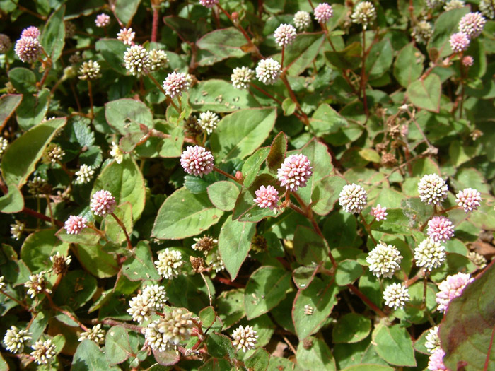 Plant photo of: Persicaria capitata