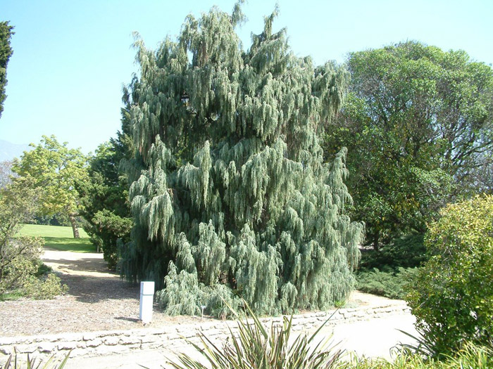 Plant photo of: Olea europaea