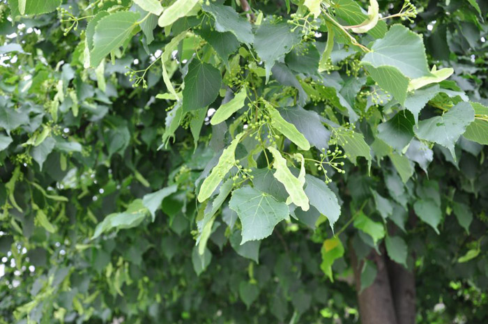 Plant photo of: Tilia cordata