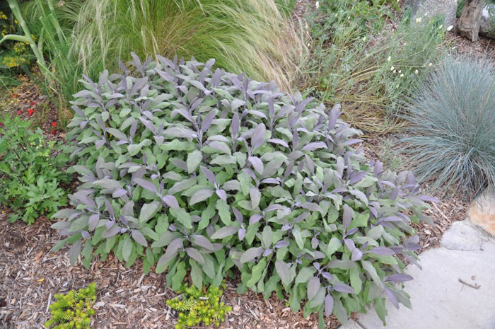 Plant photo of: Salvia officinalis 'Purpurascens'