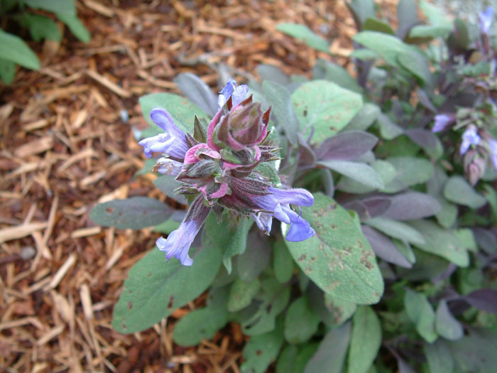 Plant photo of: Salvia officinalis 'Purpurascens'