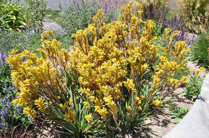 Plant photo of: Anigozanthos flavidus 'Bush Gold'