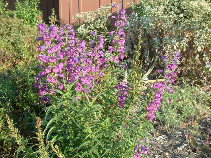 Plant photo of: Penstemon 'Sour Grapes'