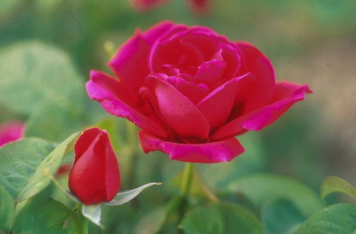 Rosa 'Chrysler Imperial'