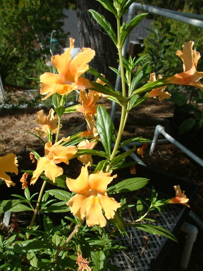 Plant photo of: Mimulus aurantiacus