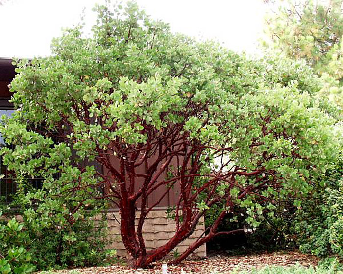 Plant photo of: Arctostaphylos manzanita 'Dr. Hurd'