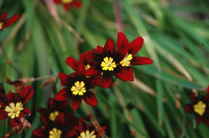 Plant photo of: Sparaxis tricolor