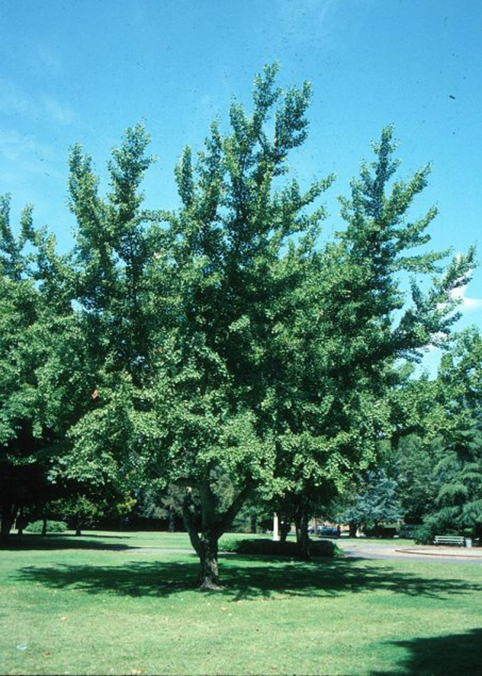 Plant photo of: Olea europaea