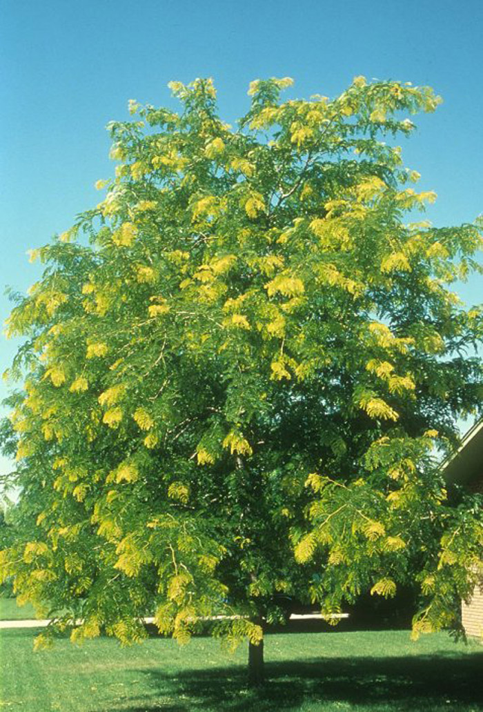 Plant photo of: Olea europaea