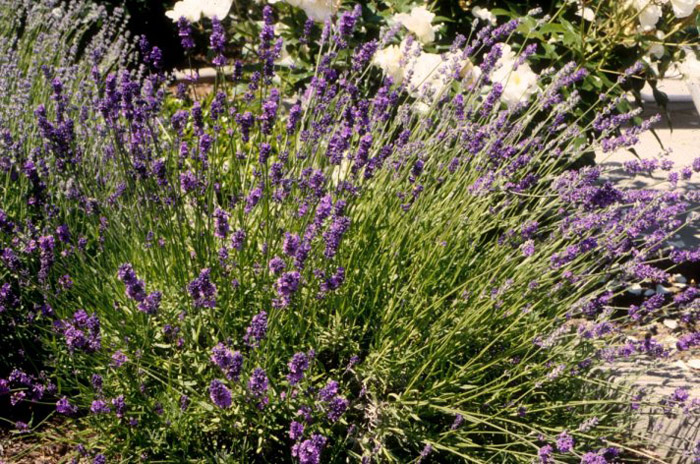 Lavandula angustifolia 'Munstead'