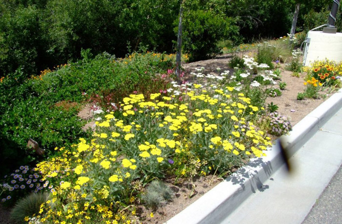 Plant photo of: Achillea 'Moonshine'