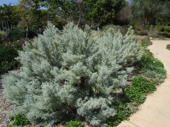 Plant photo of: Artemisia arborescens