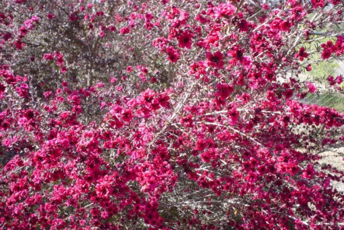 Plant photo of: Leptospermum scoparium 'Ruby Glow'