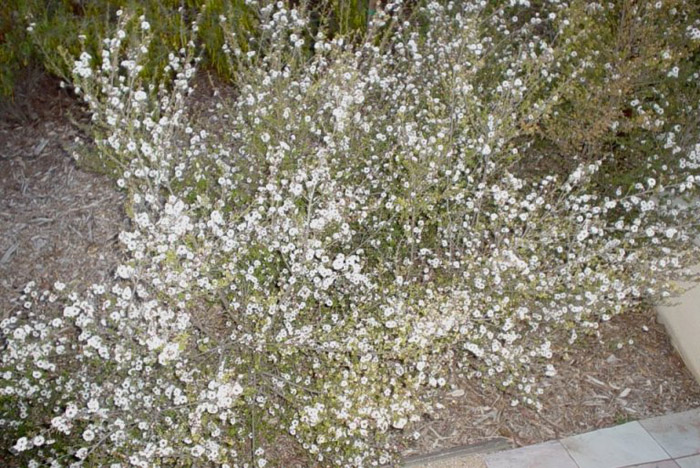 Plant photo of: Leptospermum scoparium 'Snow White'