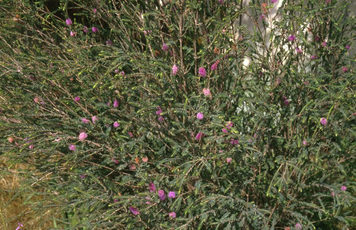 Plant photo of: Melaleuca decussata