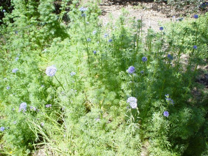 Plant photo of: Gilia capitata