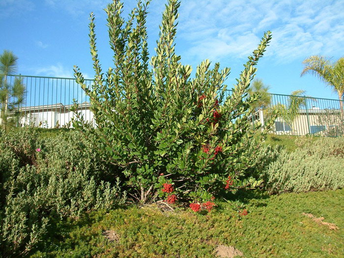 Plant photo of: Olea europaea