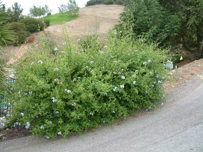 Plumbago auriculata