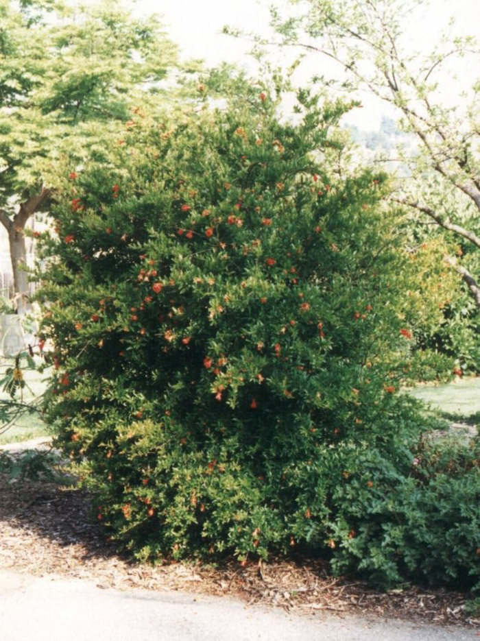 Plant photo of: Olea europaea