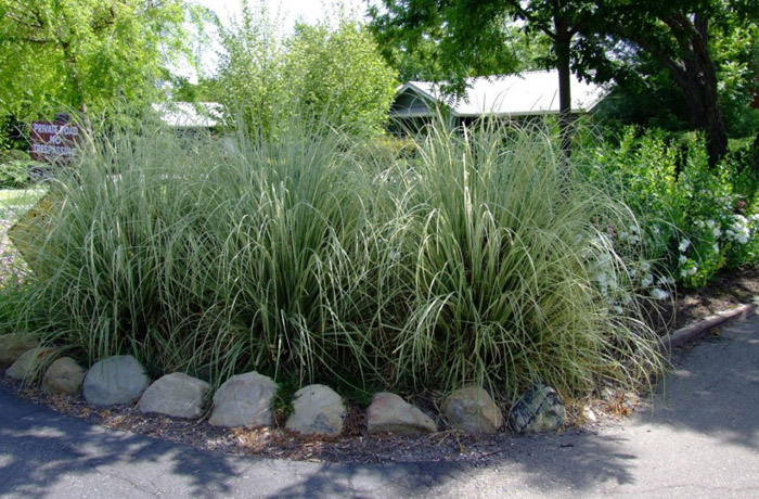 Plant photo of: Miscanthus 'Variegatus'