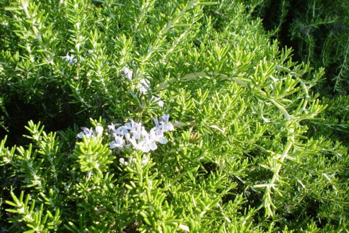 Plant photo of: Olea europaea