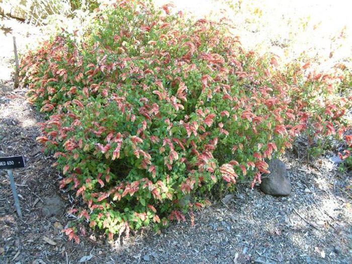 Plant photo of: Olea europaea