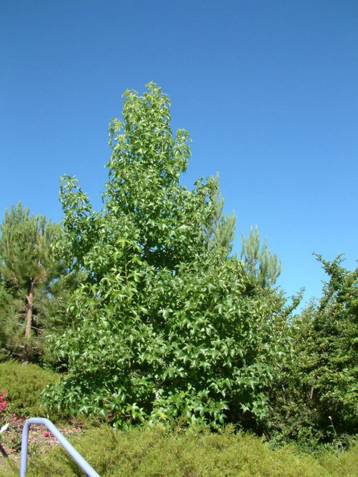 Plant photo of: Olea europaea