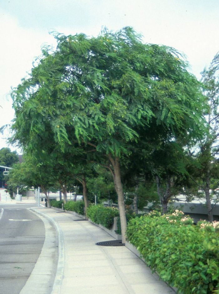 Plant photo of: Olea europaea