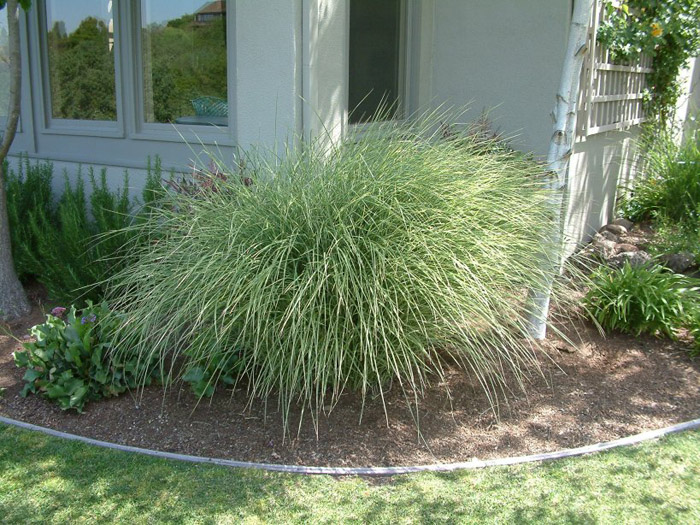 Miscanthus 'Morning Light'