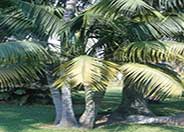 Kentia Palm, Paradise Palm