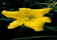 Daylily, D. Moon Hybrid