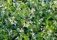 Star Jasmine