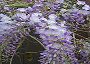 Wisteria